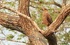 Savanna Hawk